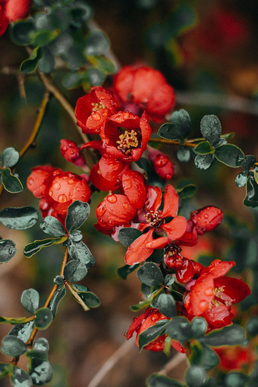 flowering quince