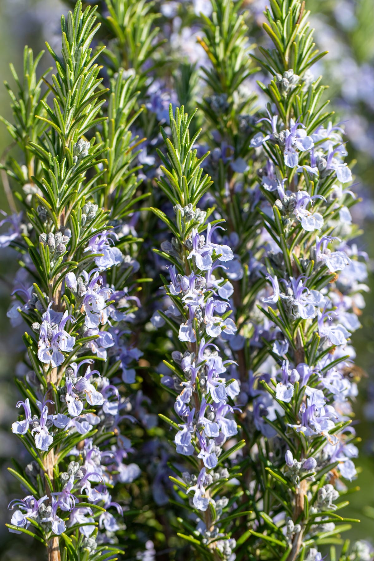 Rosemary 101: Planting tips for indoor and outdoor growing success