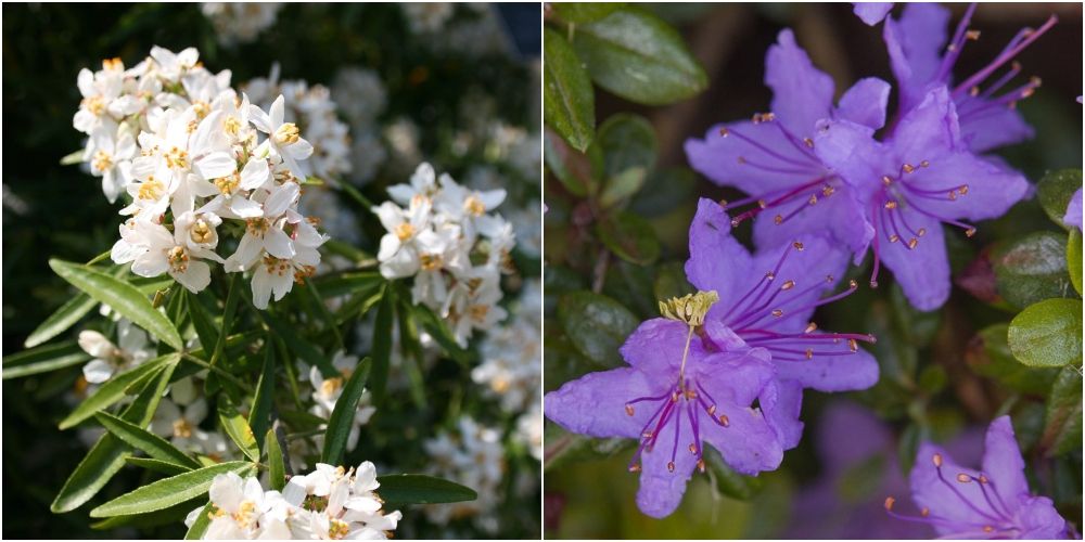 22 Best Flowering Shrubs For Every Season