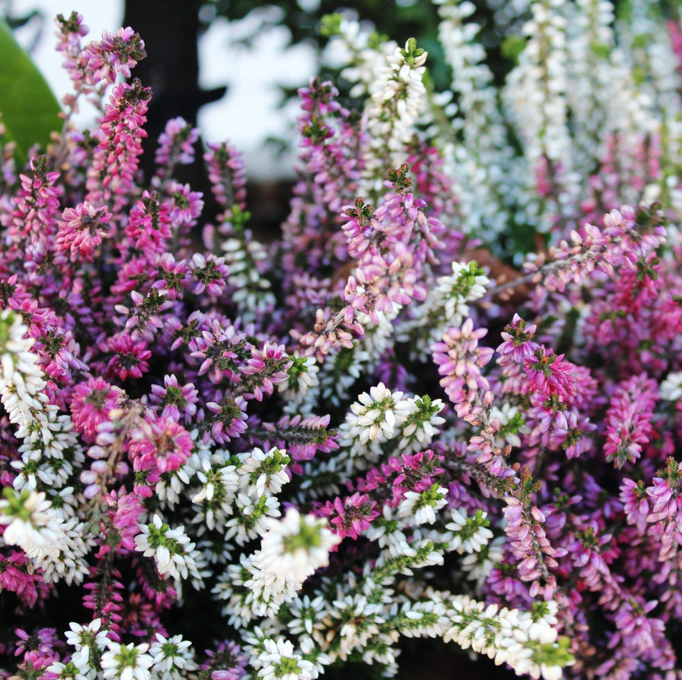 winter flowers winter heath winter flowers winter heath