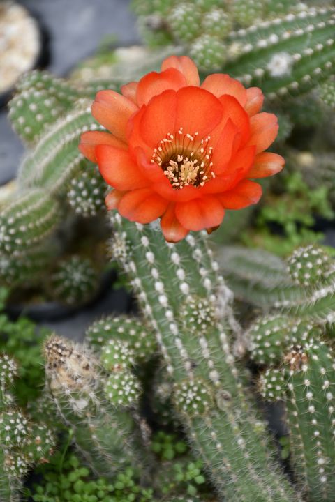 peanut cactus pot plant with orange flower peanut cactus is an interesting succulent with many finger like stems and stunning spring to summer flowers