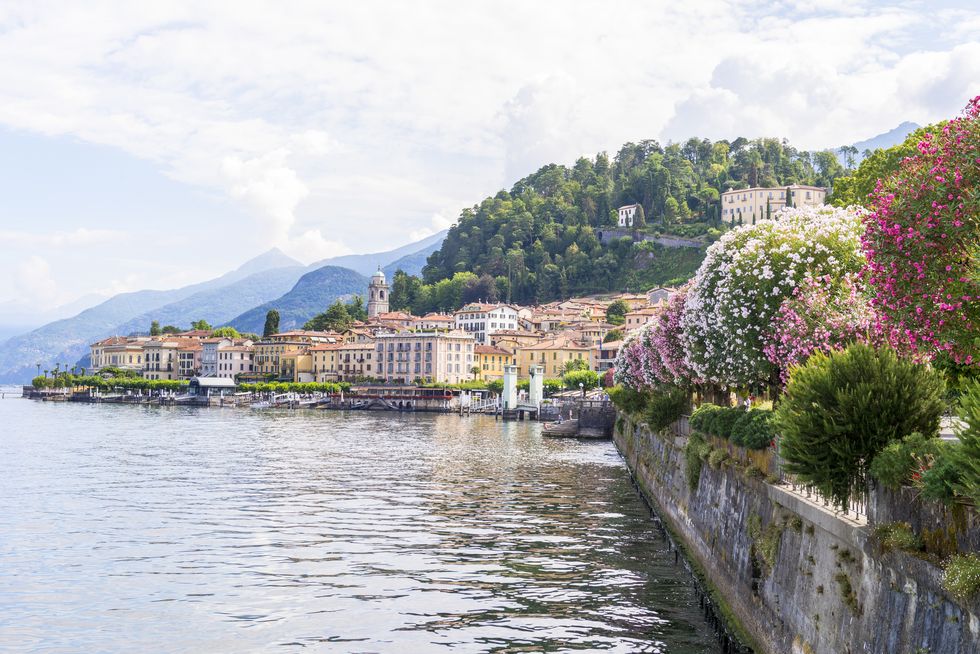 flowering trees by lake como italy