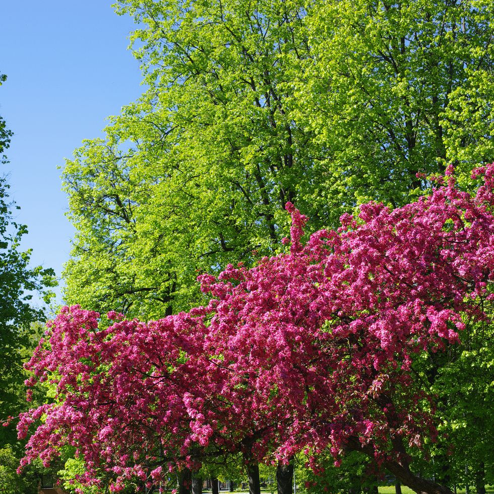 flowering crab apple trees