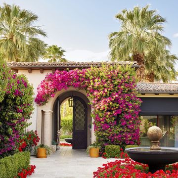 flowering vines of pink bougainvillea at a homes entrance in palm springs
