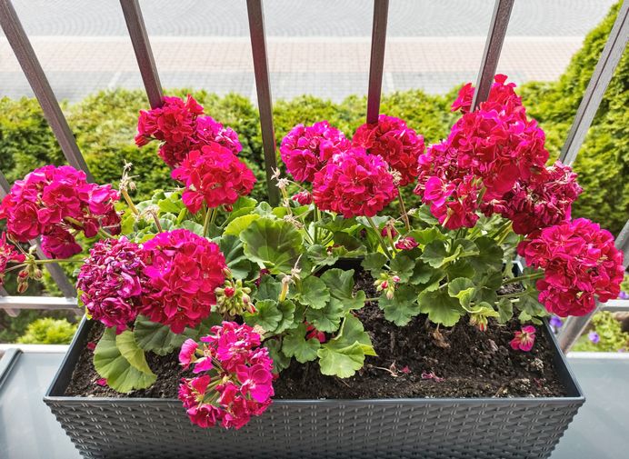 flowerpot with blossoming geraniums stands on the balcony