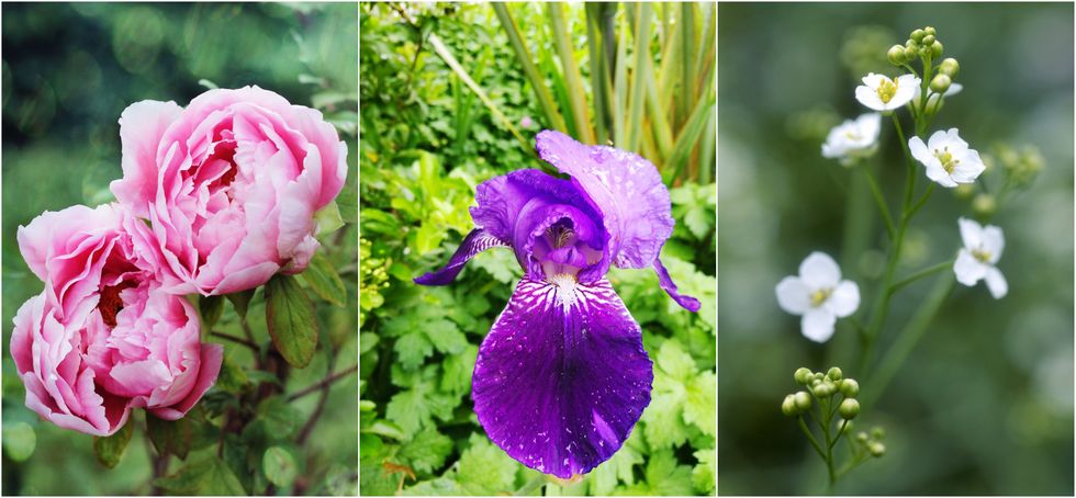 Flower, Flowering plant, Plant, Petal, Purple, Violet, Botany, Wildflower, Iris, Annual plant, 