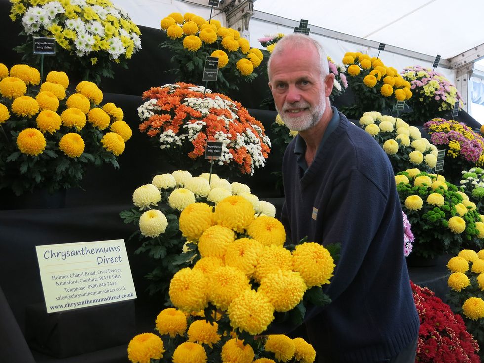 Chrysanthemums Archie Harrison