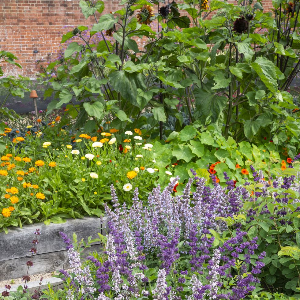 flowers and vegetables in raised beds in an english garden in summer