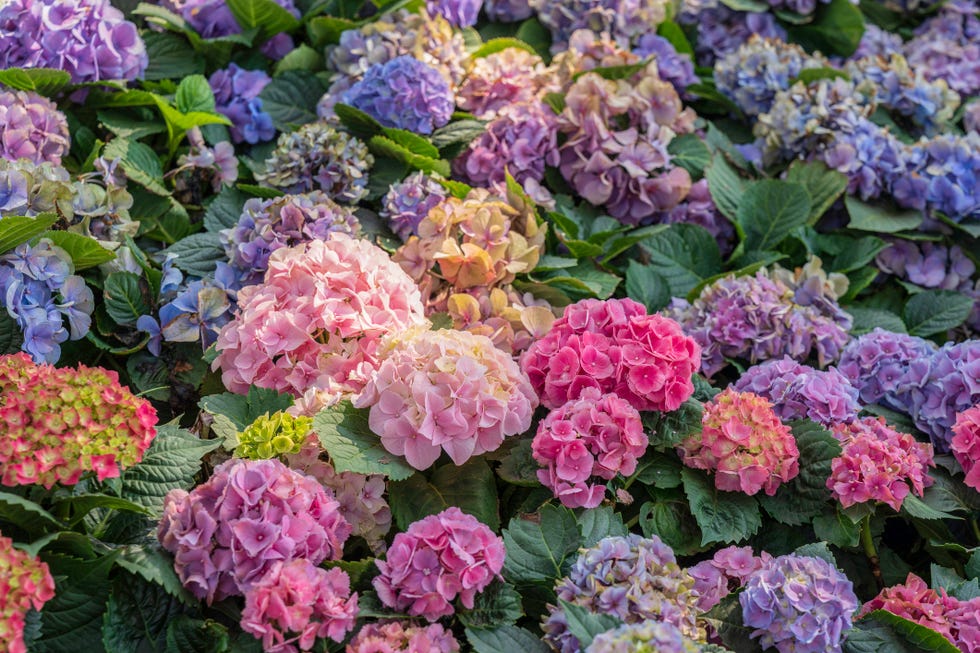 pink purple and white hydrangeas