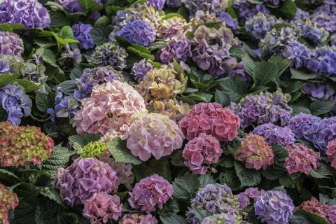 40 Best Fall Flowers to Plant for a Vibrant Autumn Garden in 2023