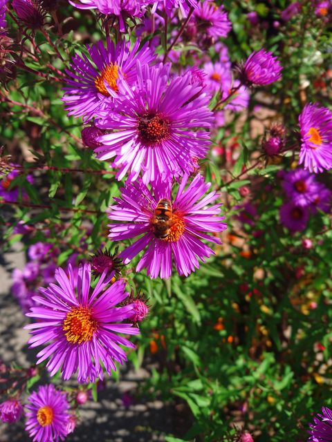 flowers asters summer bright with the bee on the flower