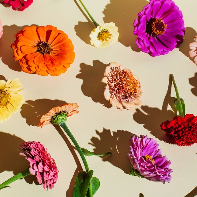 flowers composition. floral pattern made of various bright autumn flowers on beige background. flat lay, top view