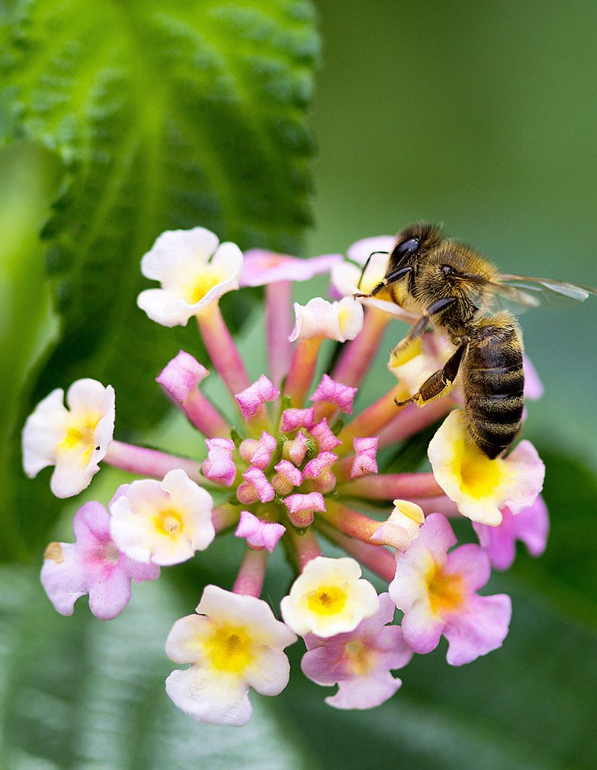 lantana flowers for bees