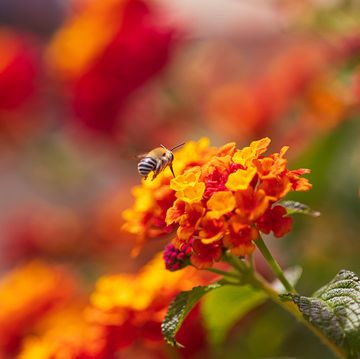 orange and red lantana flowers for bees