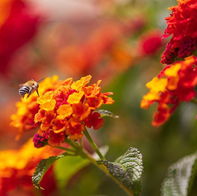 orange and red lantana flowers for bees