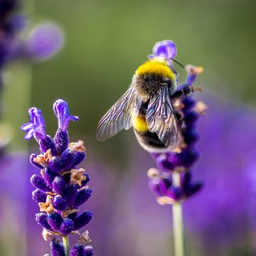 flowers for bees