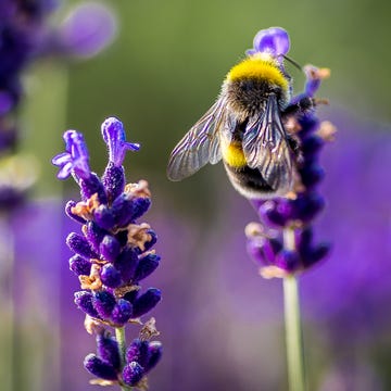 flowers for bees