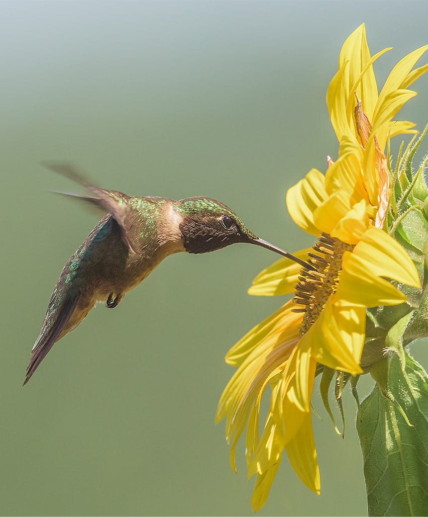 flowers for hummingbirds with sunflowers