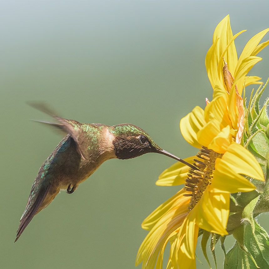 flowers for hummingbirds with sunflowers