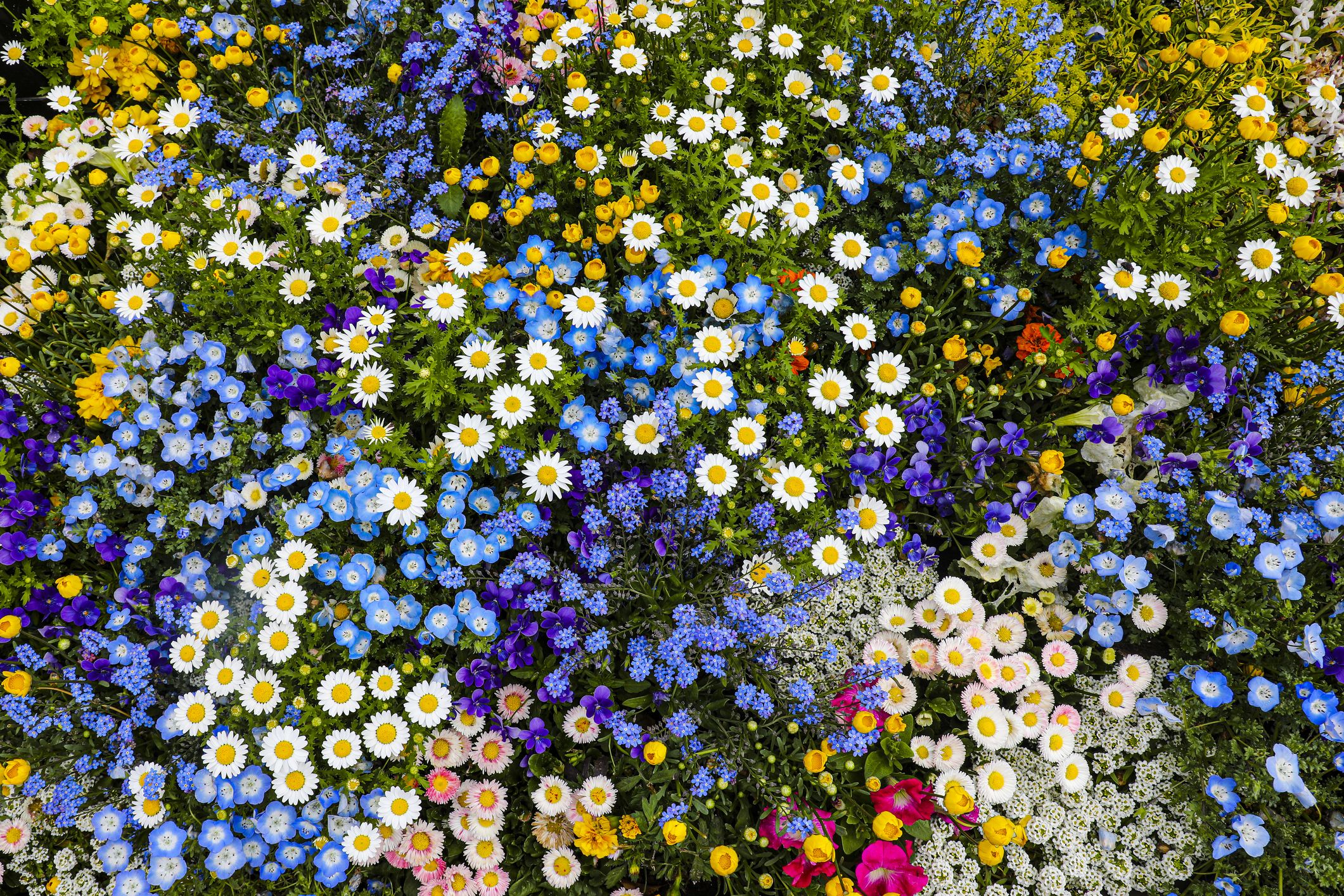18 Annual Flowers and Plants for a Colorful Garden, Per Experts