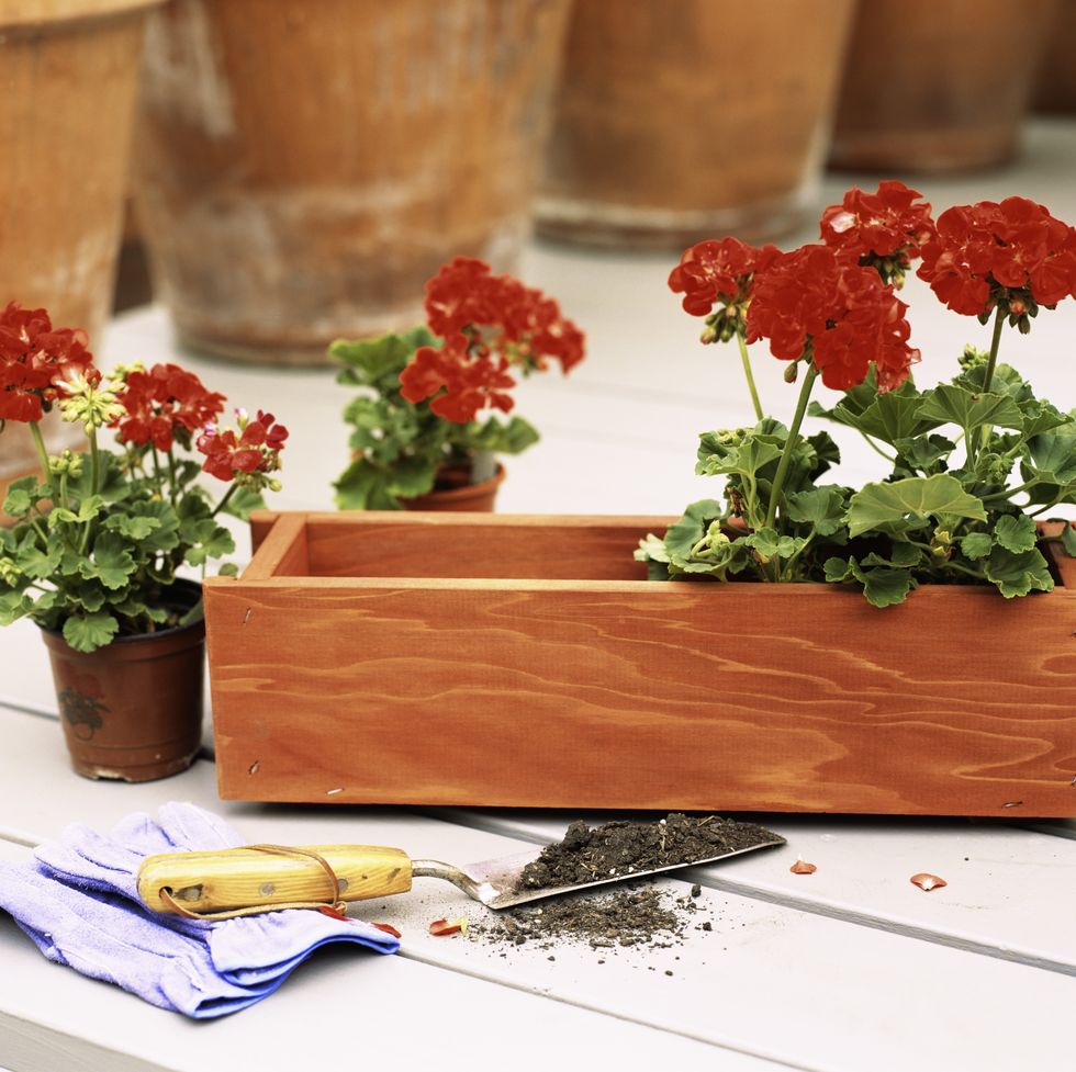 geranium house plant being planted in a wooden trough