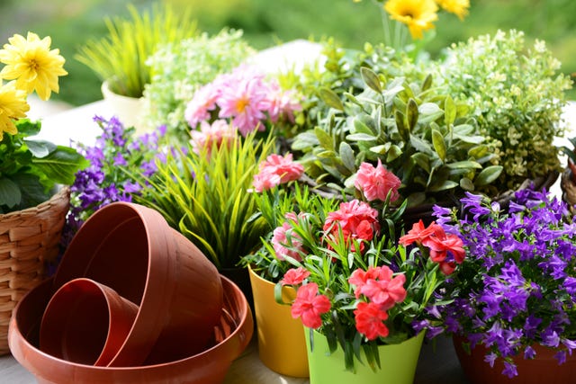 flowers in the garden