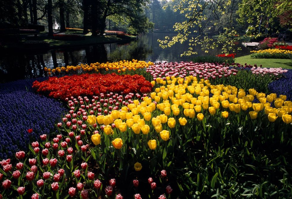 De Keukenhof staat bekend als de Tuin van Europa Dit is een van de grootste tuinen ter wereld waar jaarlijks ongeveer zeven miljoen bloembollen in het park worden geplant