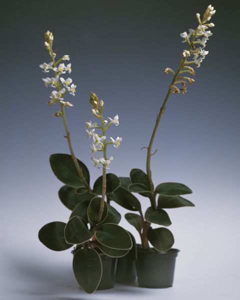 Flowers of Ludisia (Haemaria) discolor orchid