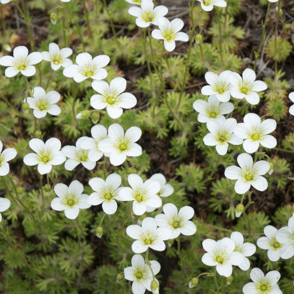 flowers of sagina subulata blooms in the garden on a sunny day alpine pearlwort