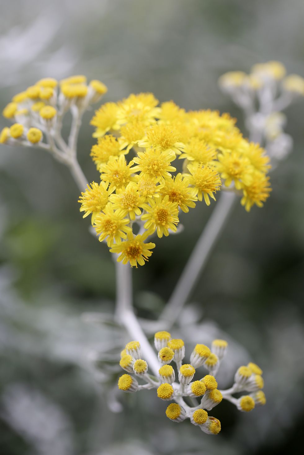 yellow dusty miller flowers with silver stems
