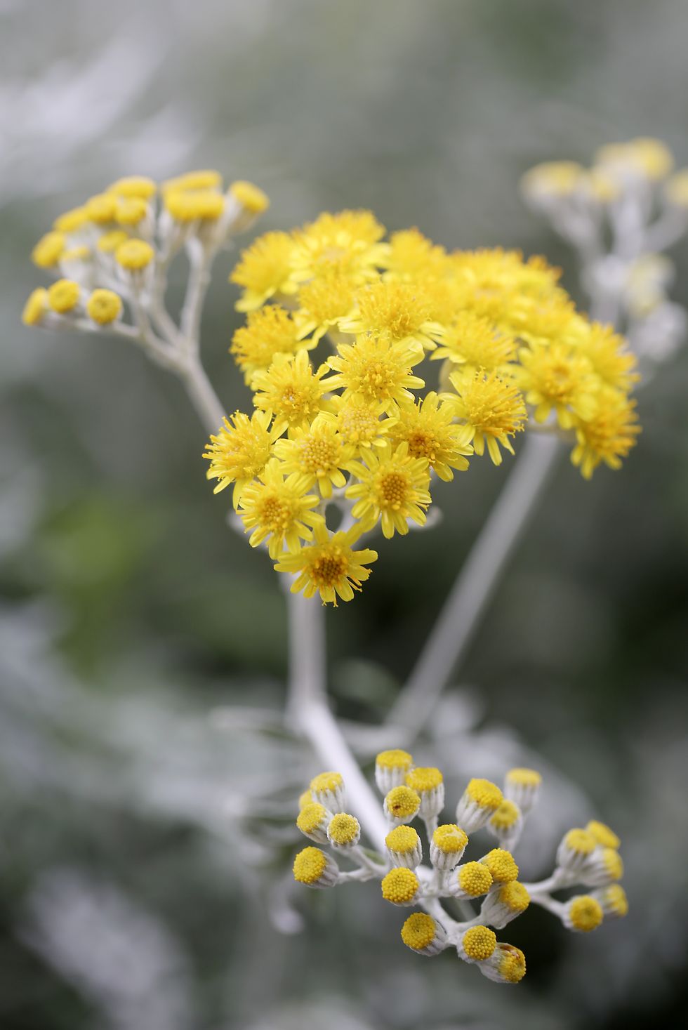 yellow dusty miller flowers with silver stems