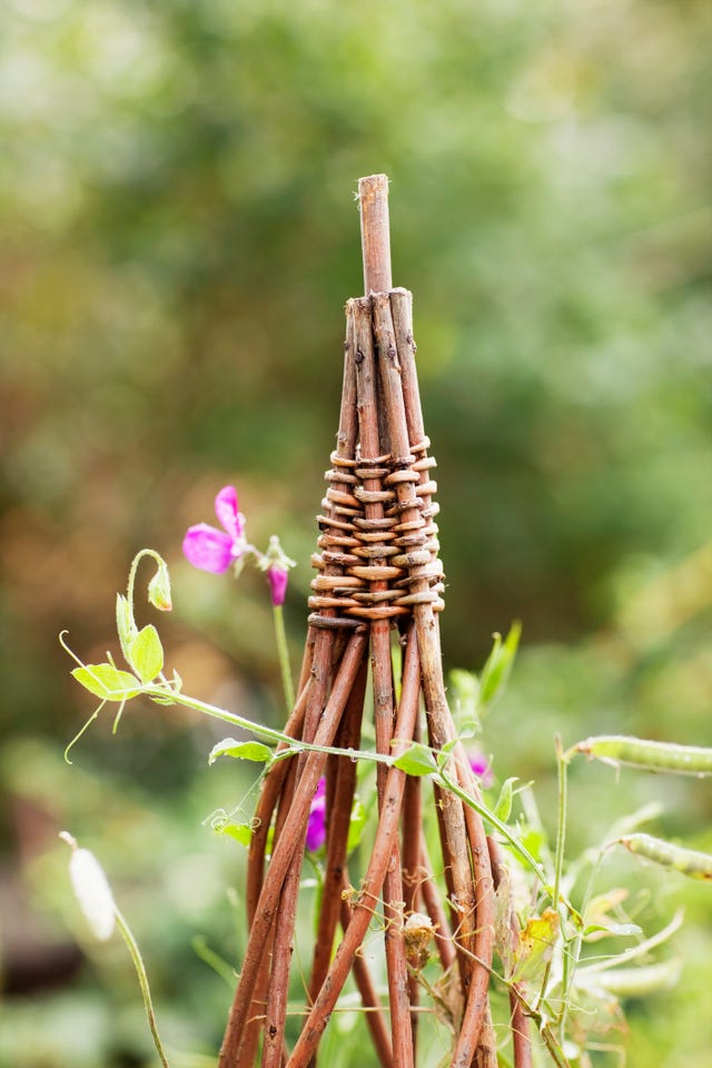 flowers on trellis, close up