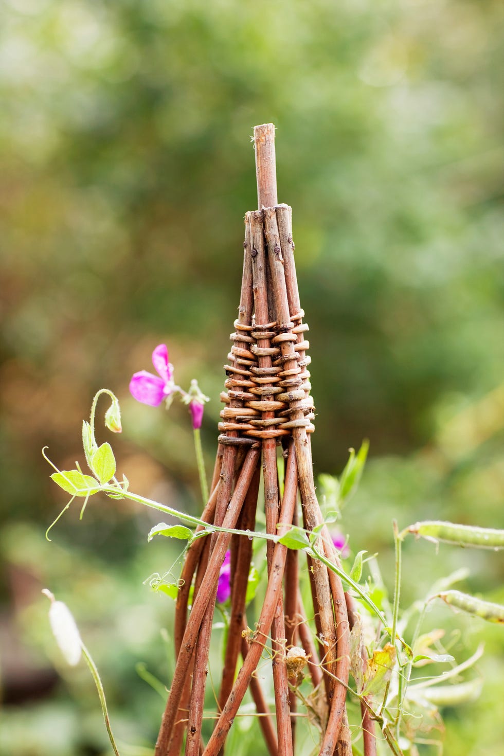 flowers on trellis, close up