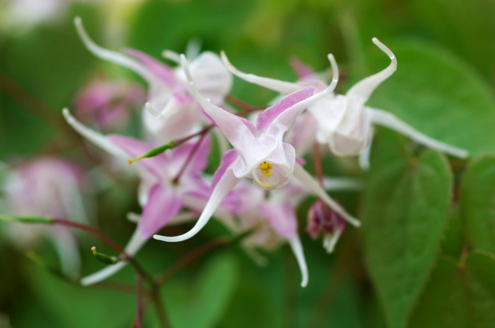 epiedemium, una planta de sombra con flores muy vistosas