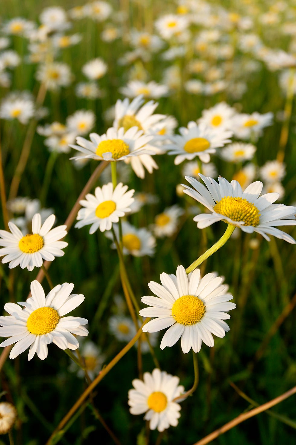 Tipos de flores y su significado, conoce el alma de la, Revolucione seu ...