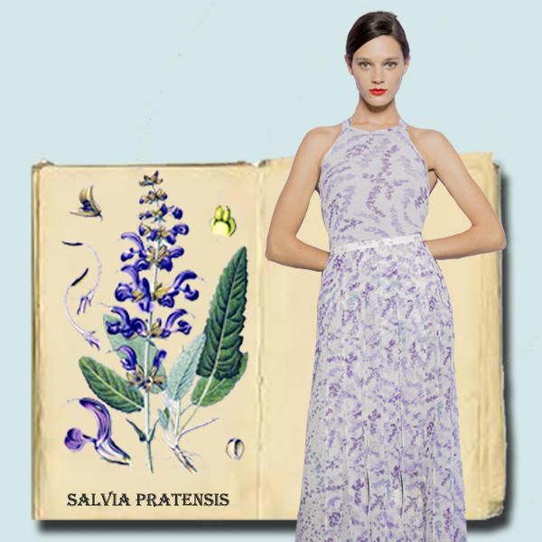 Flower, Lavender, Dress, Lilac, Beauty, Plant, English lavender, Lavender, Botany, Pattern, 