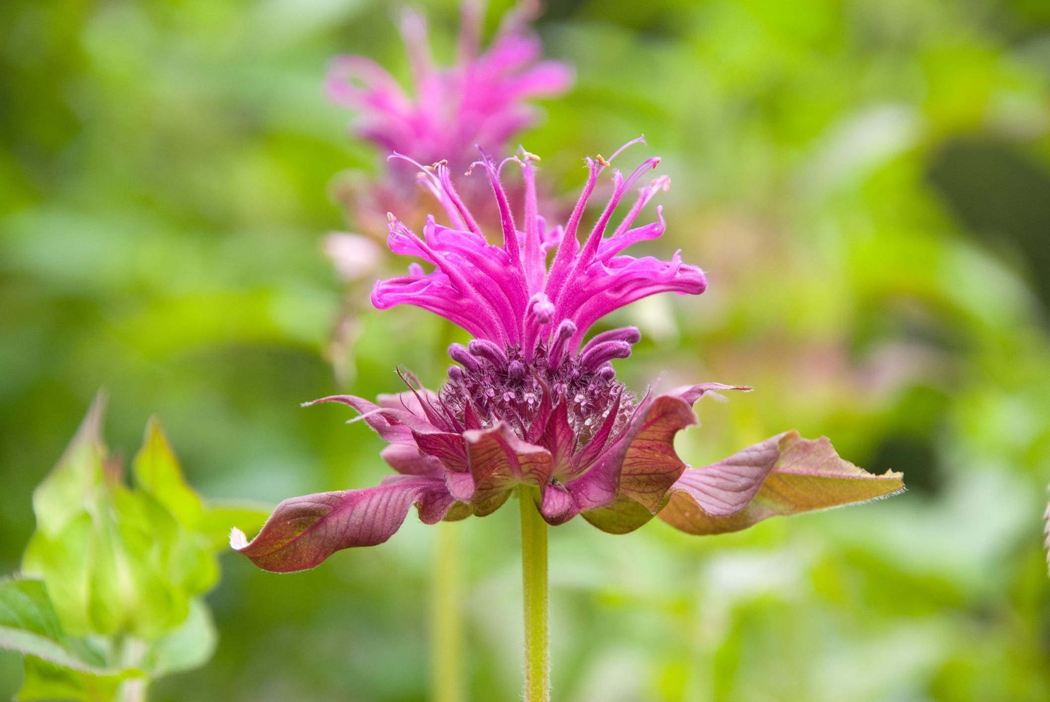 monarda o bee balm