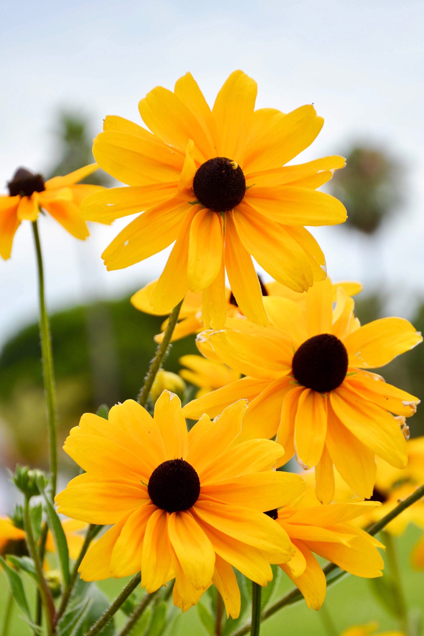 aster y rudbeckia hirta black eyed susan
