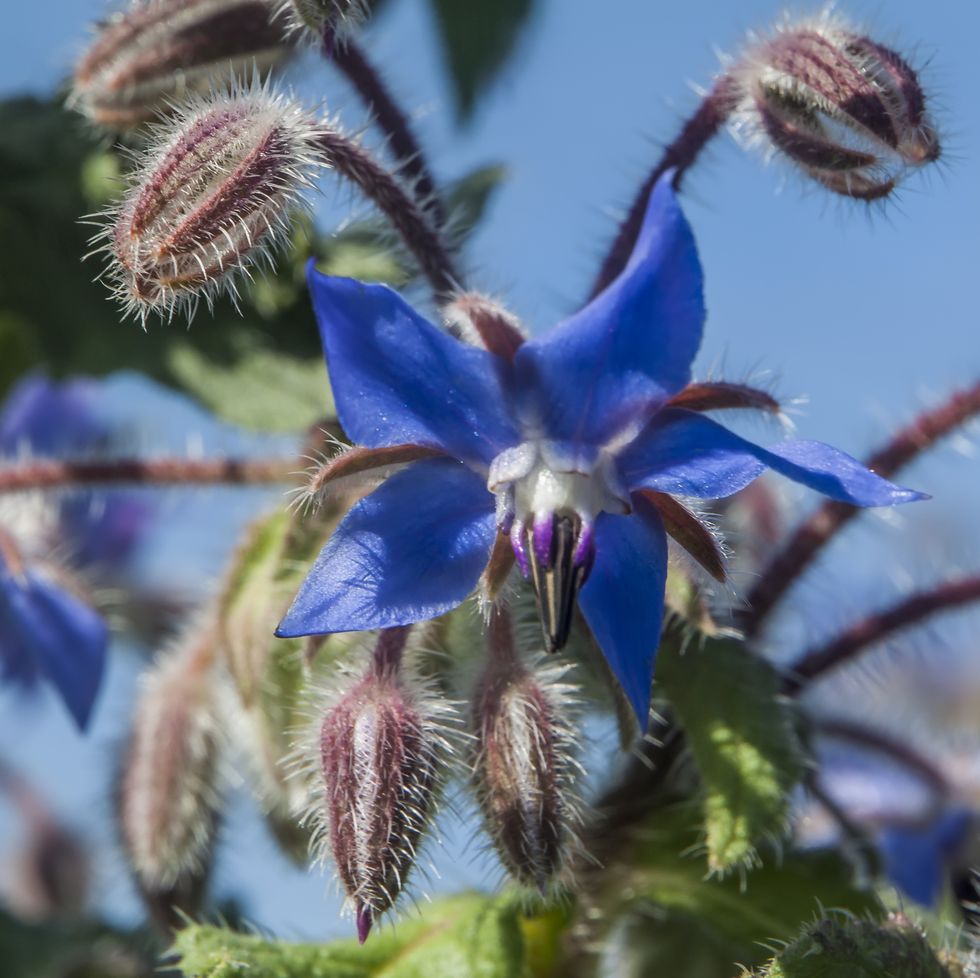 borage flower flowers for bees