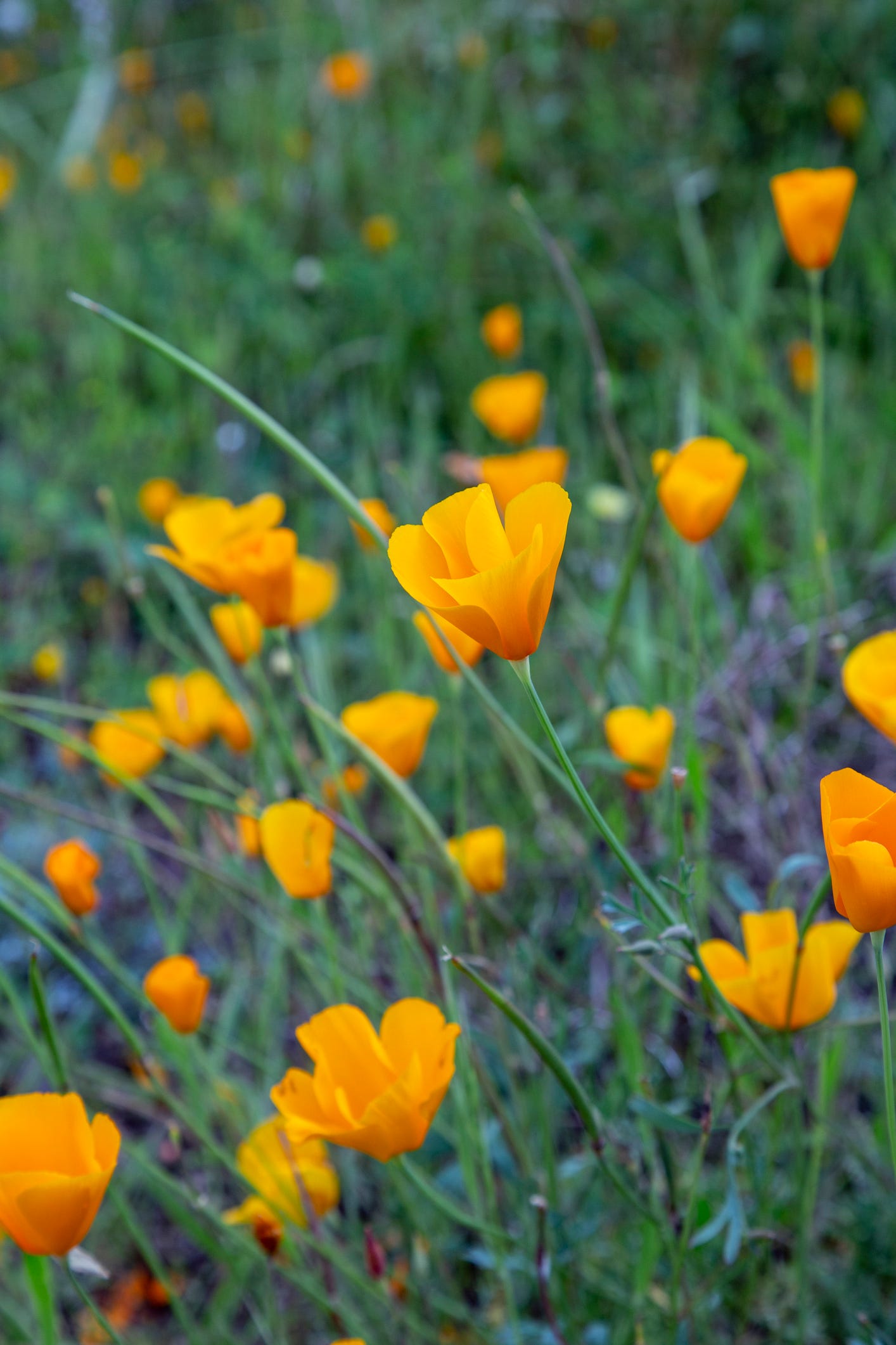 amapolas de california