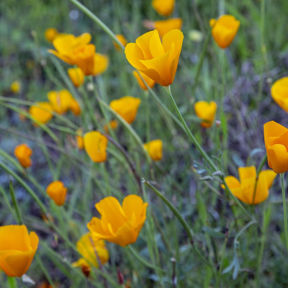 california poppies flowers for bees