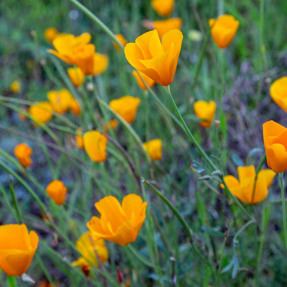 california poppies flowers for bees