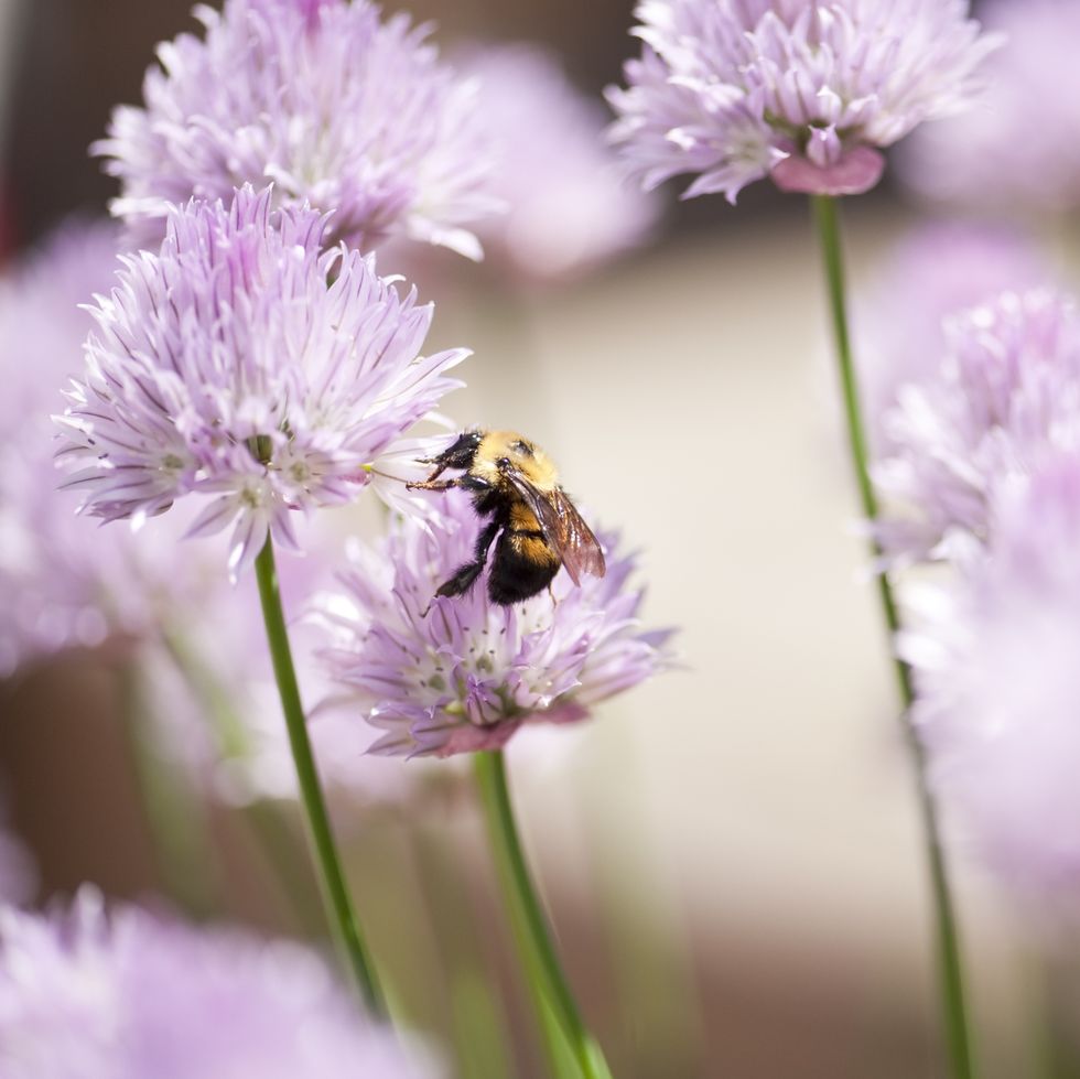 flowering chives flowers for bees