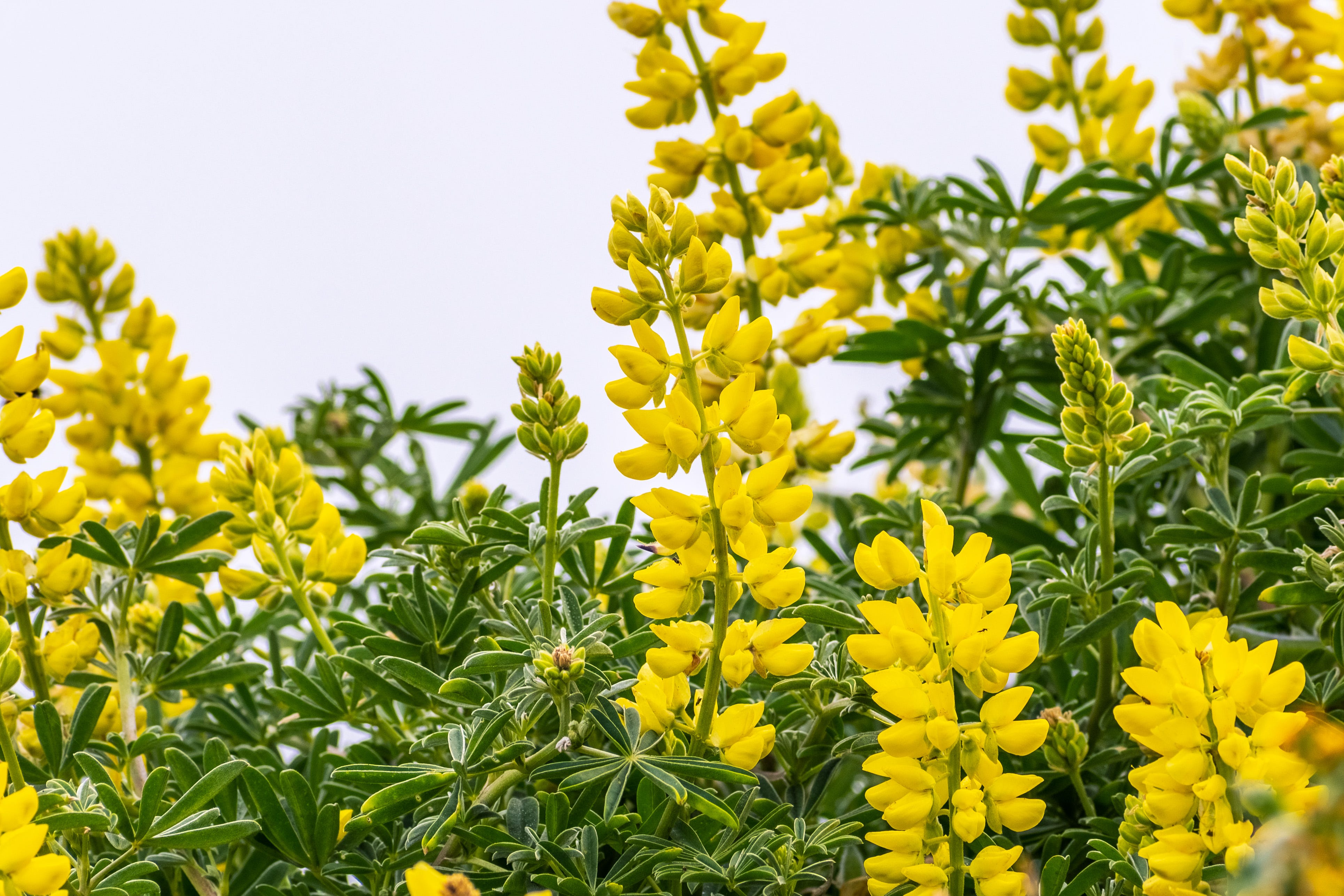 lupino con flores amarillas