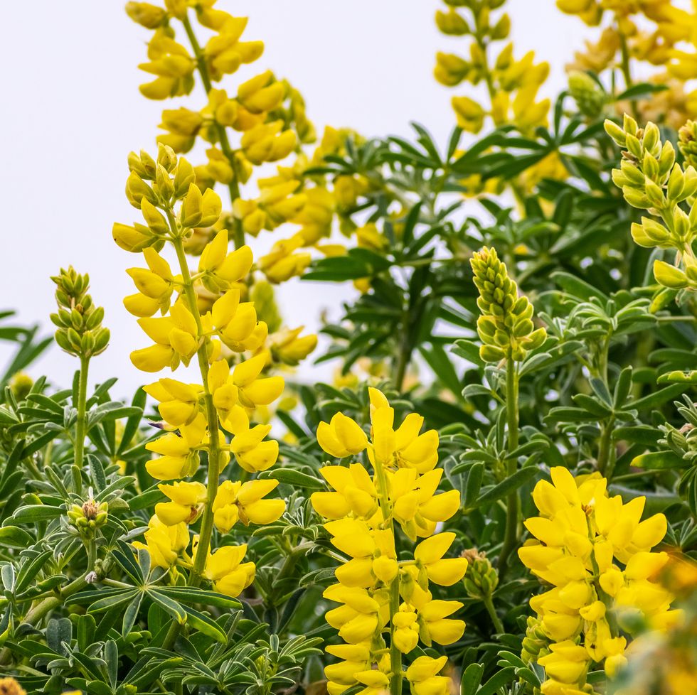 yellow lupine flowers for bees