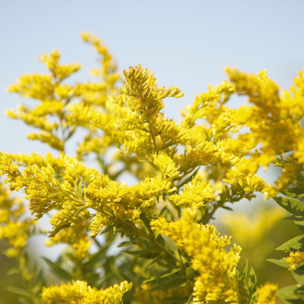 flowering goldenrod flowers for bees