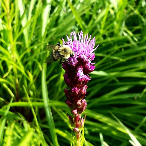 Liatris flower with bee