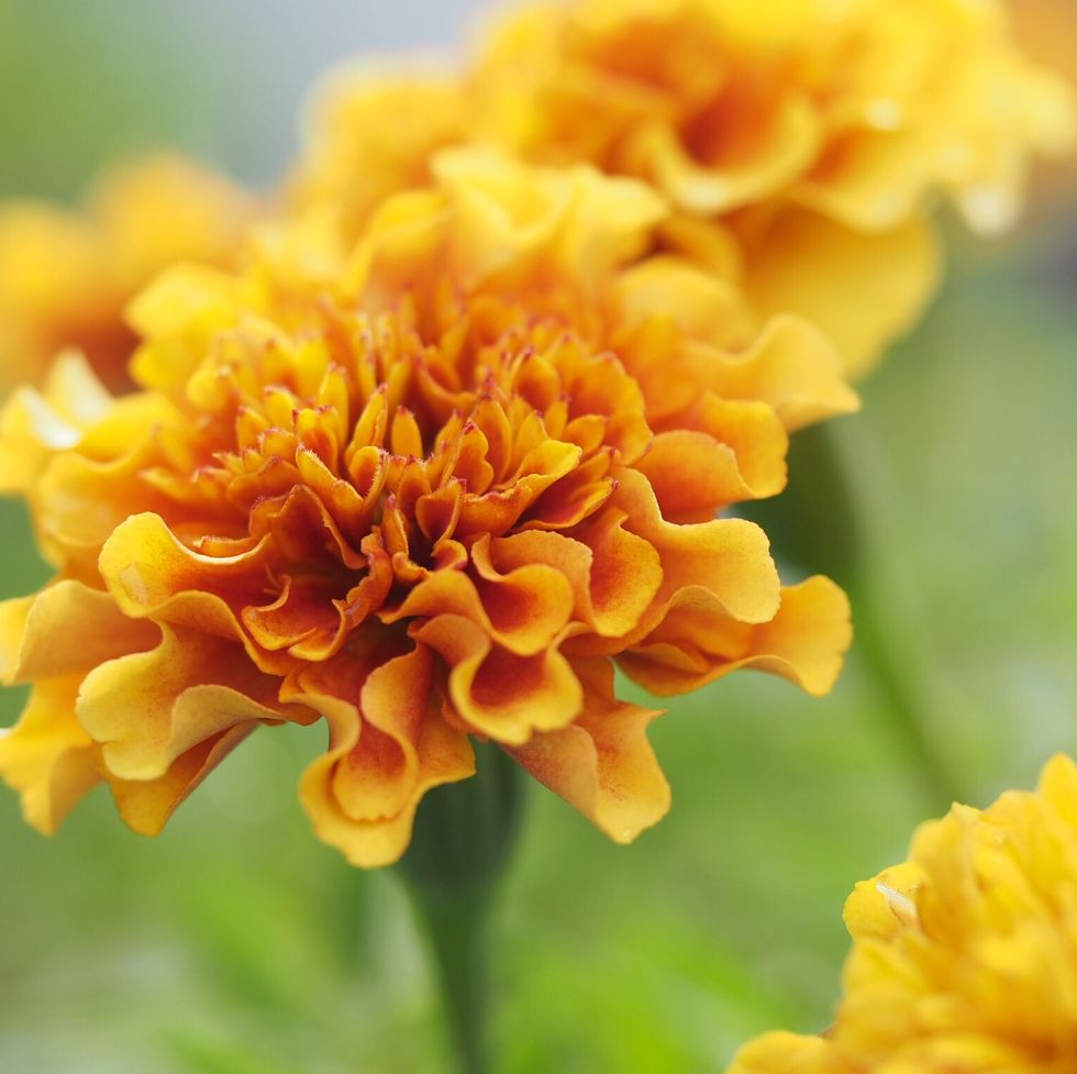 yellow marigold blooming flowers for bees