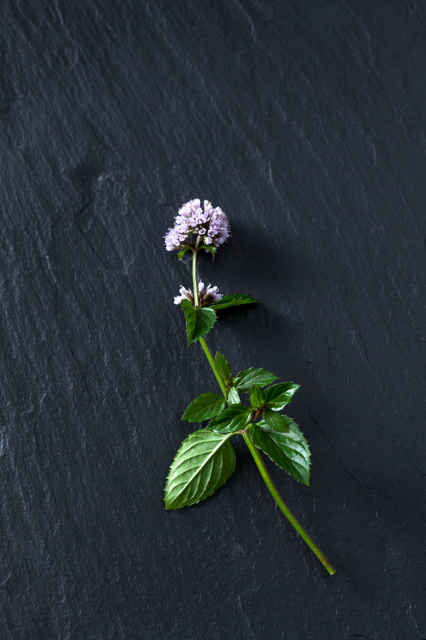 menta con flores