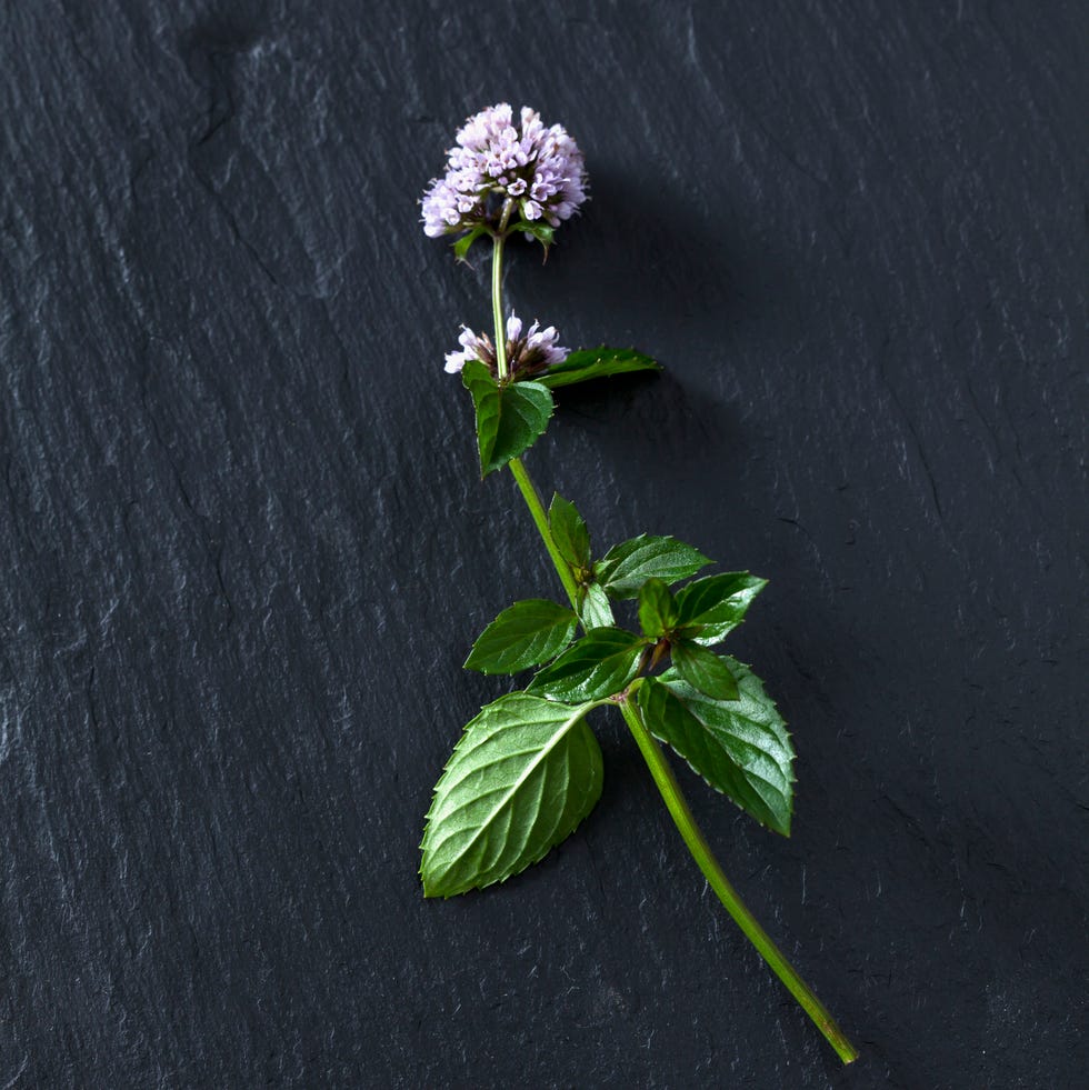 flowering peppermint flowers for bees